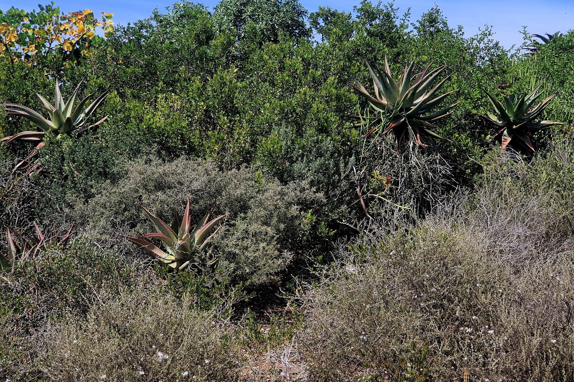 Vacant Land for sale in Vleesbaai, 7 Driehoek, Vleesbaai, Western Cape, 559 m²