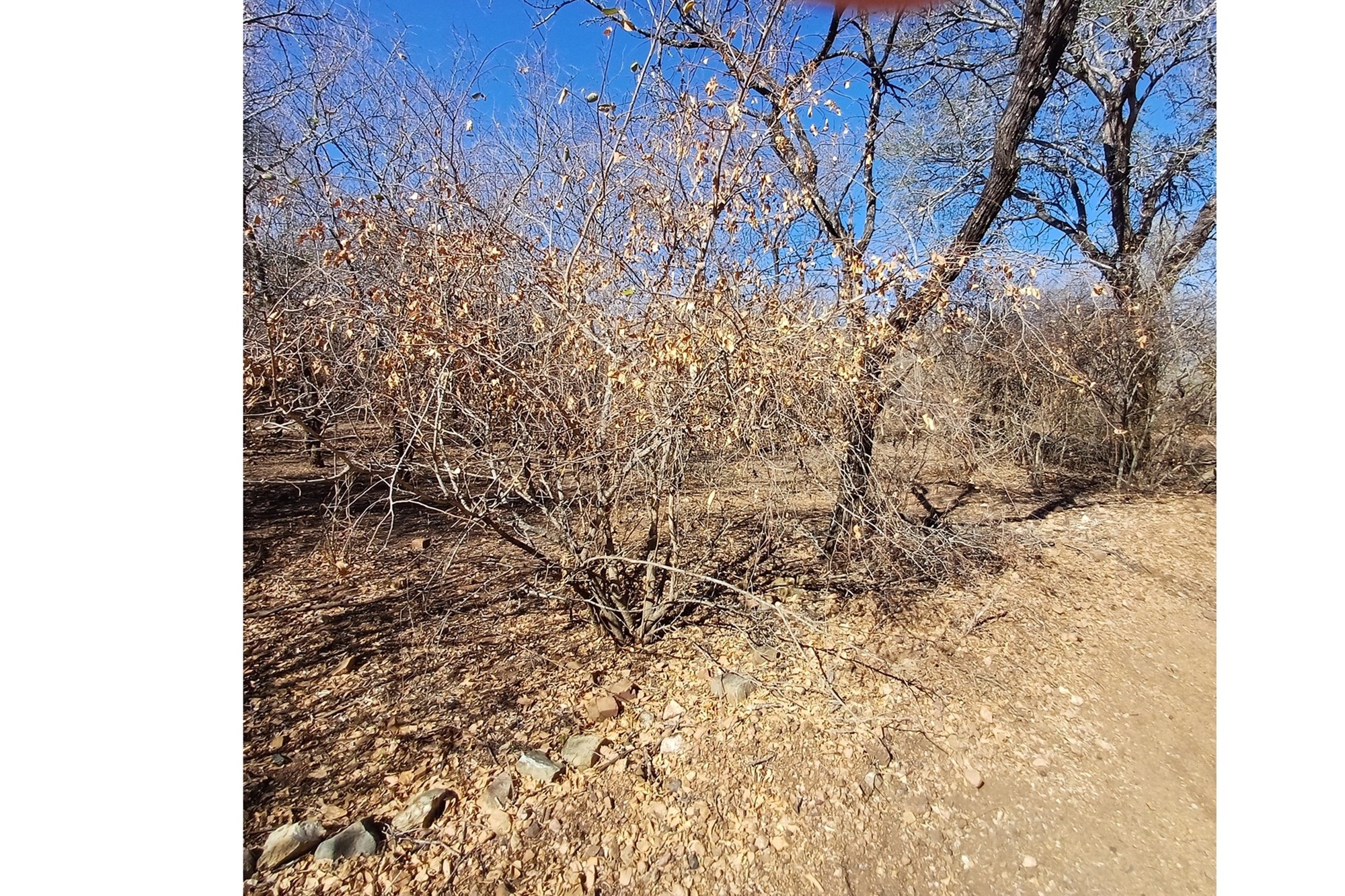 Vacant Land for sale in Marloth Park, 2346 m²