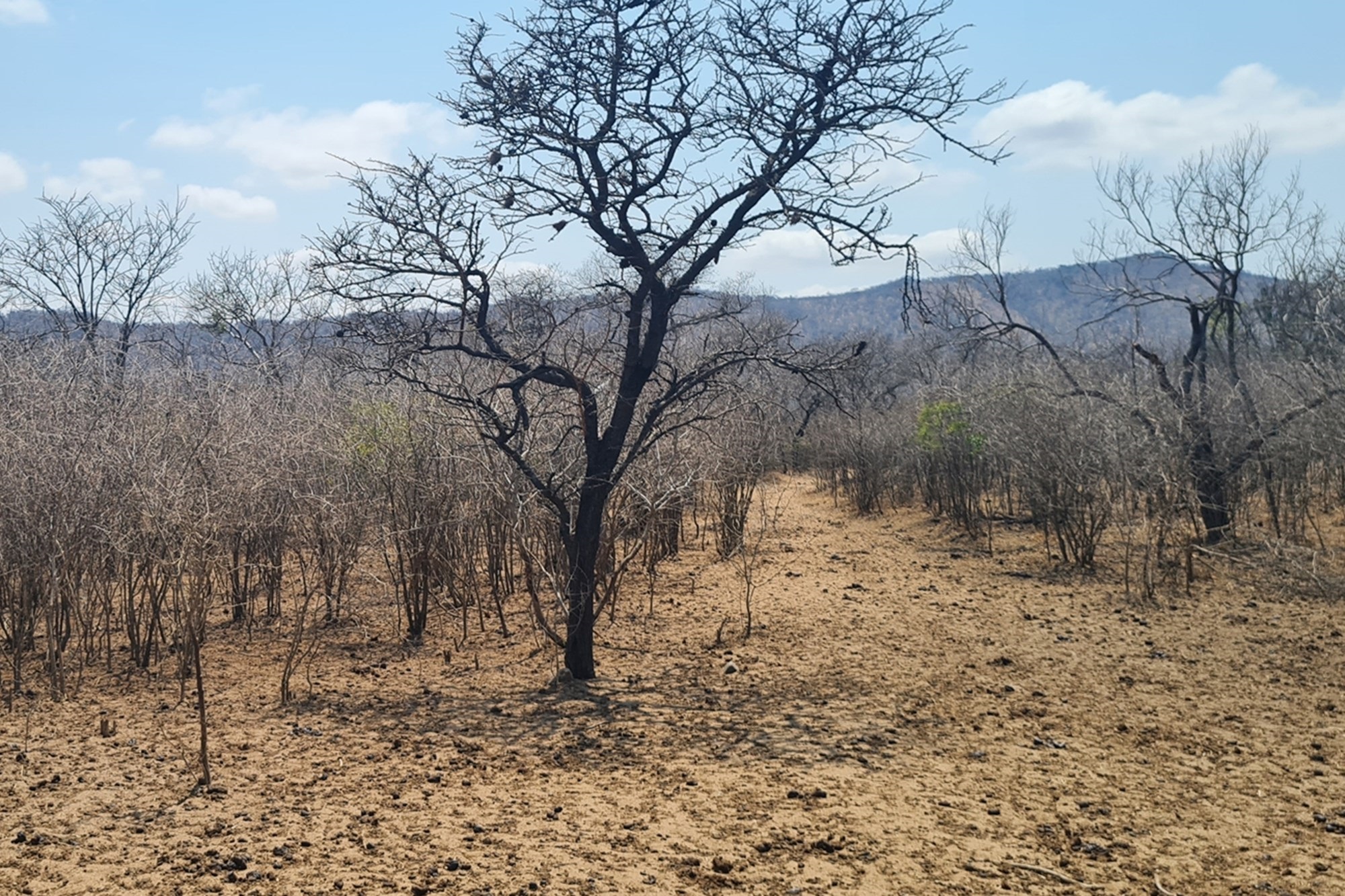 Farm for sale in Modjadjiskloof