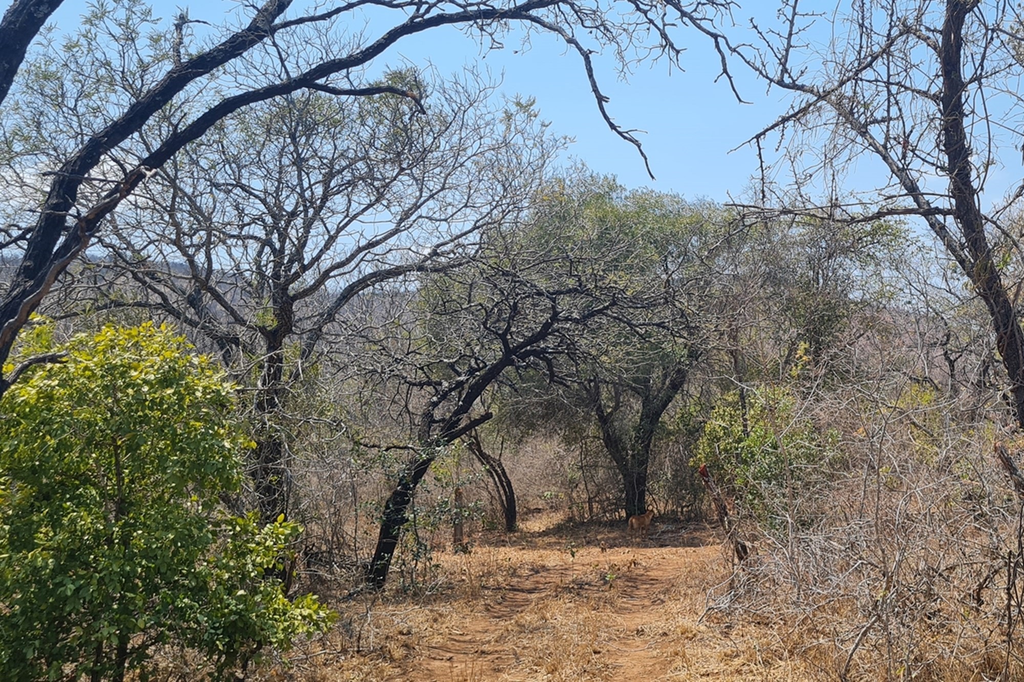 Farm for sale in Modjadjiskloof