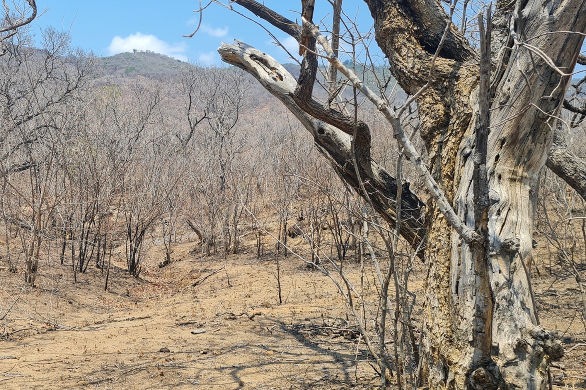 Farm for sale in Modjadjiskloof