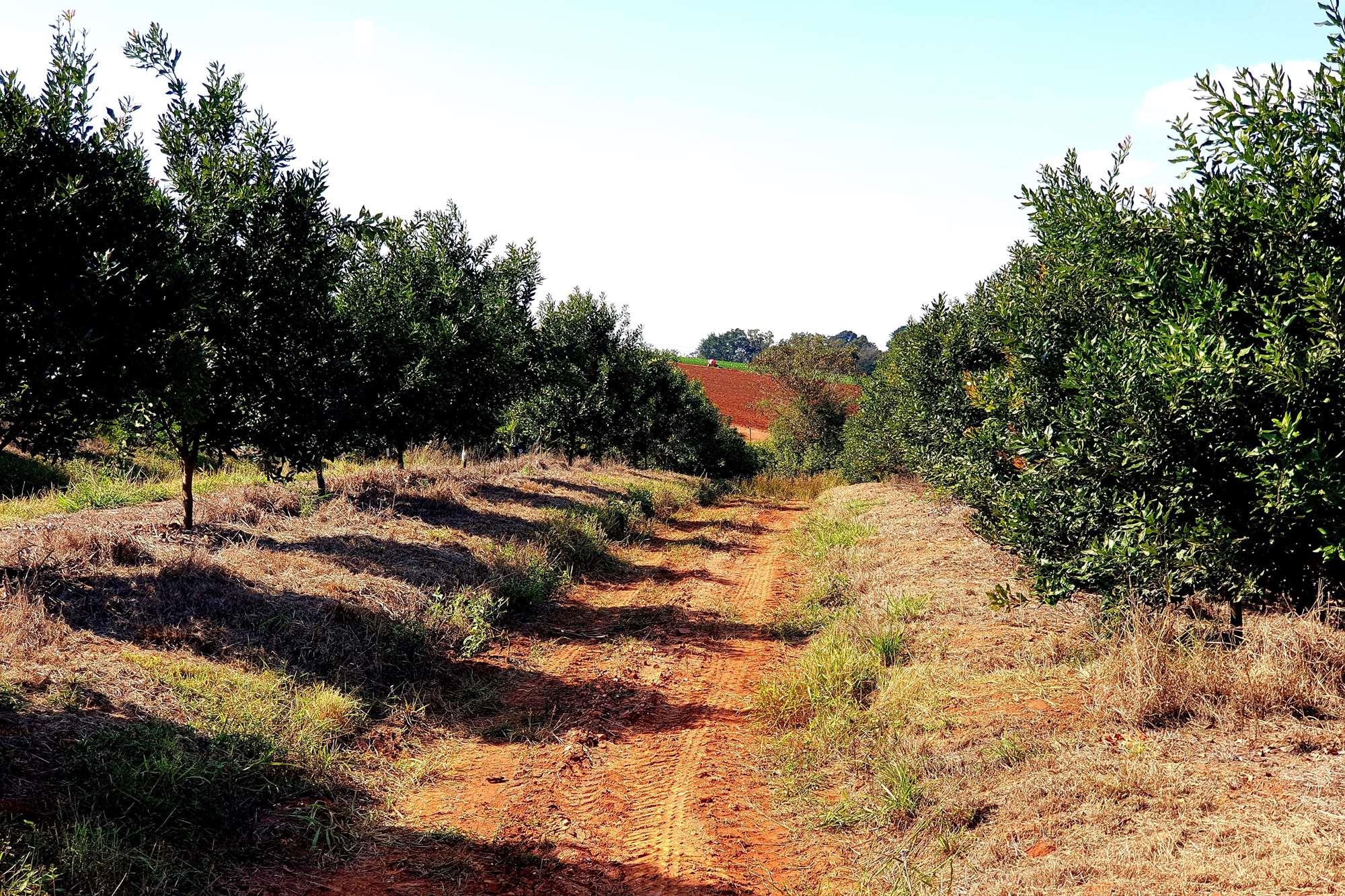 Farm for sale in Tzaneen Rural, Tzaneen