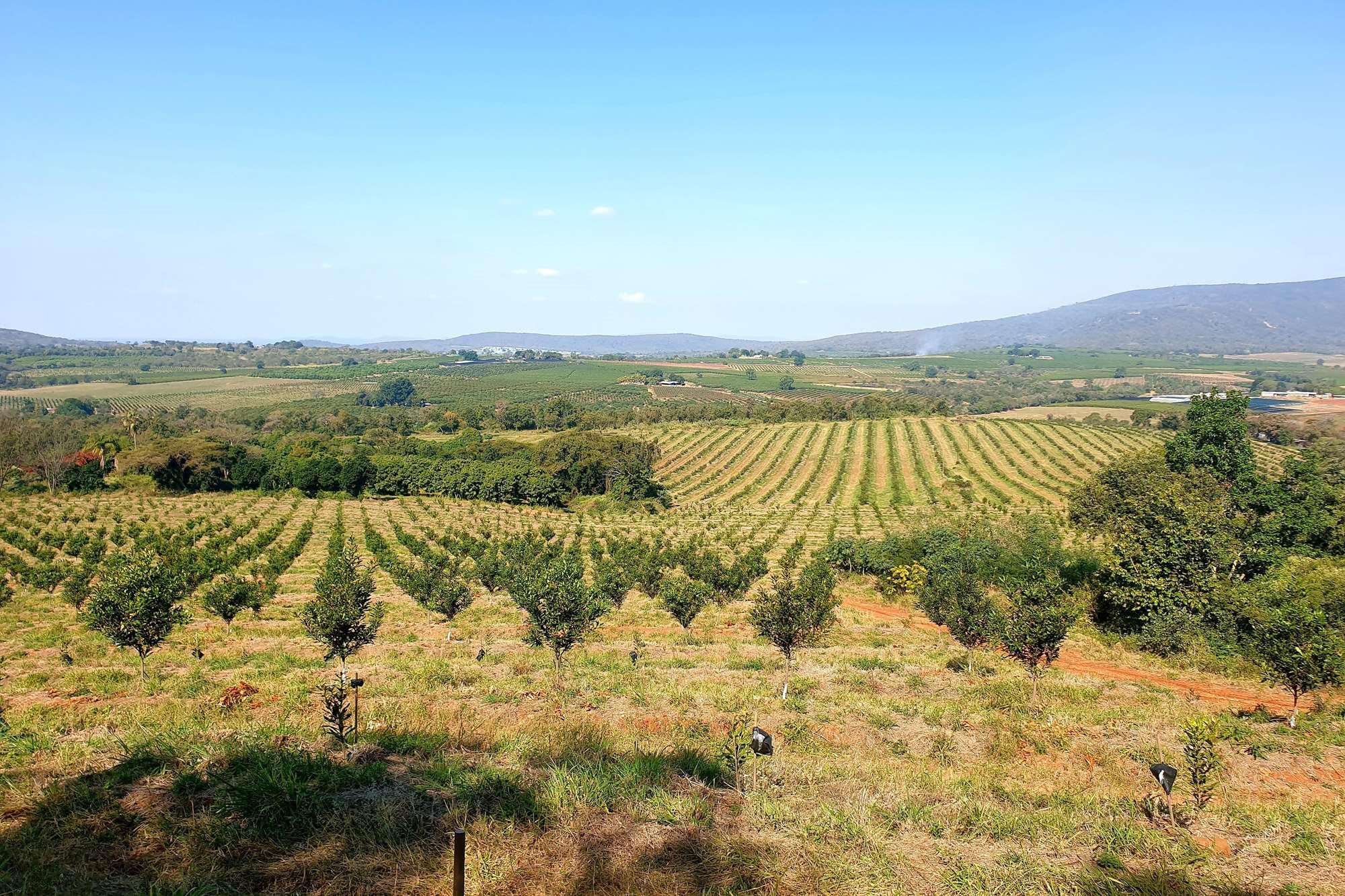 Farm for sale in Tzaneen Rural, Tzaneen