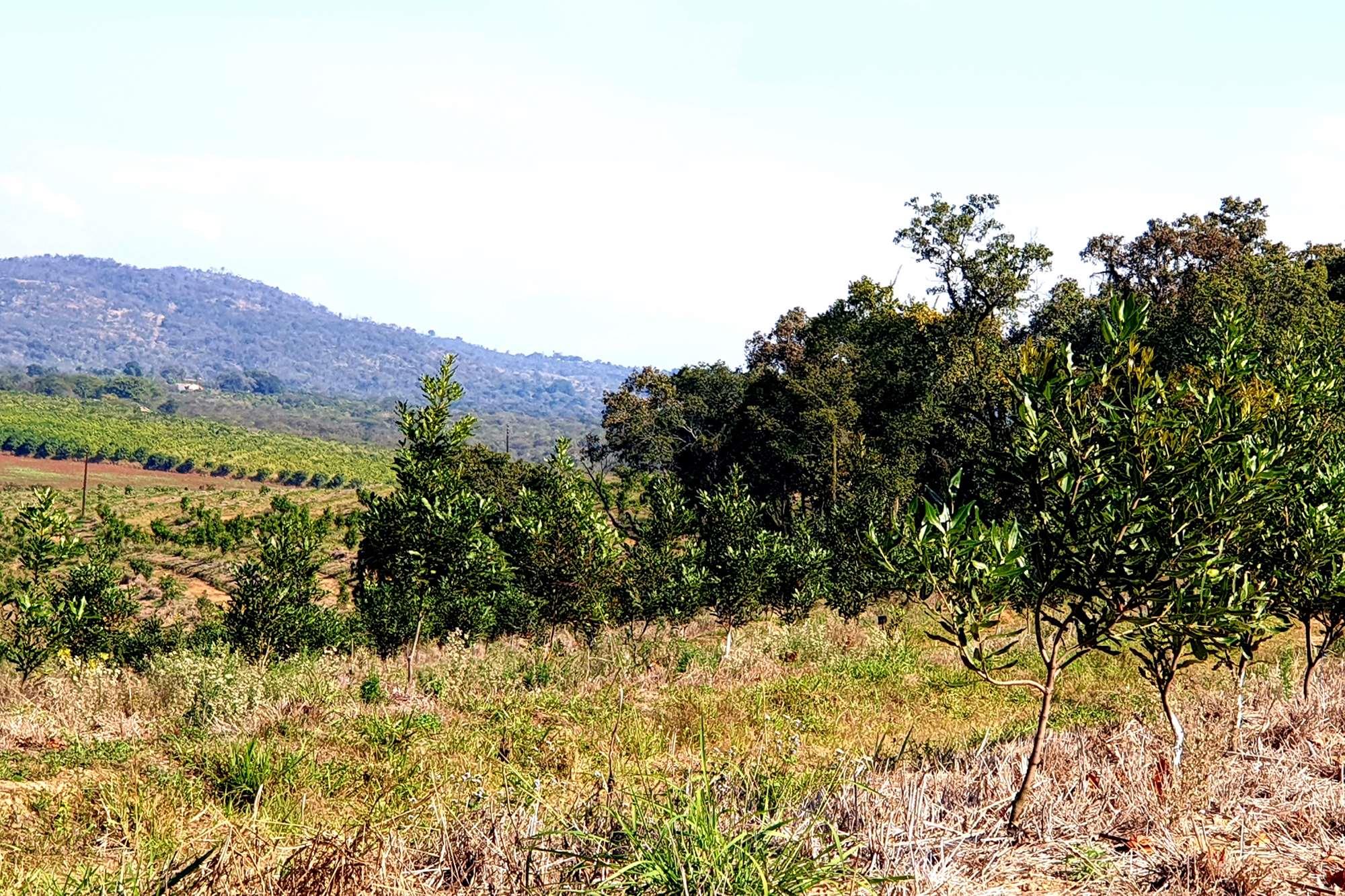 Farm for sale in Tzaneen Rural, Tzaneen