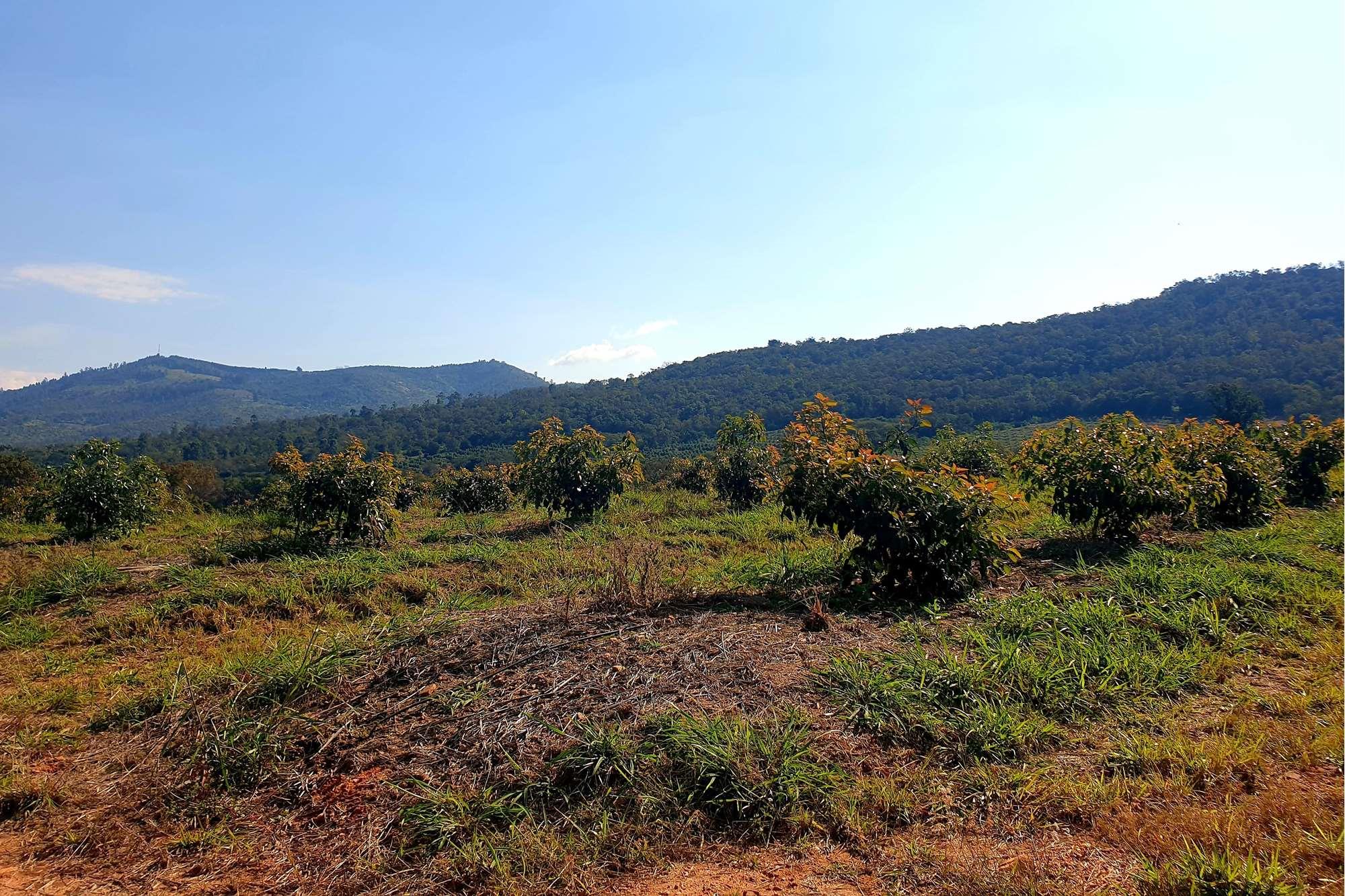 Farm for sale in Tzaneen Rural, Tzaneen