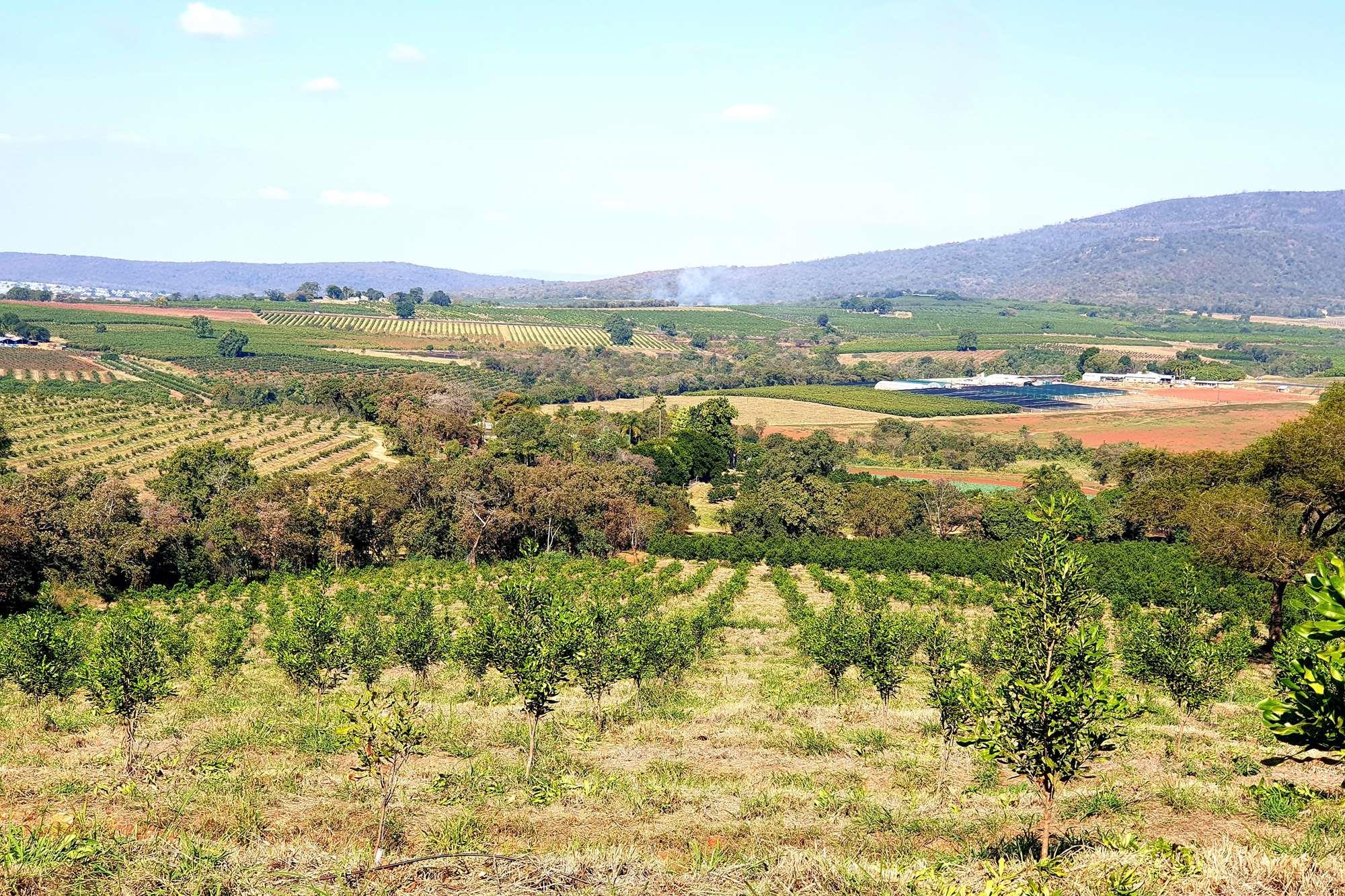 Farm for sale in Tzaneen Rural, Tzaneen