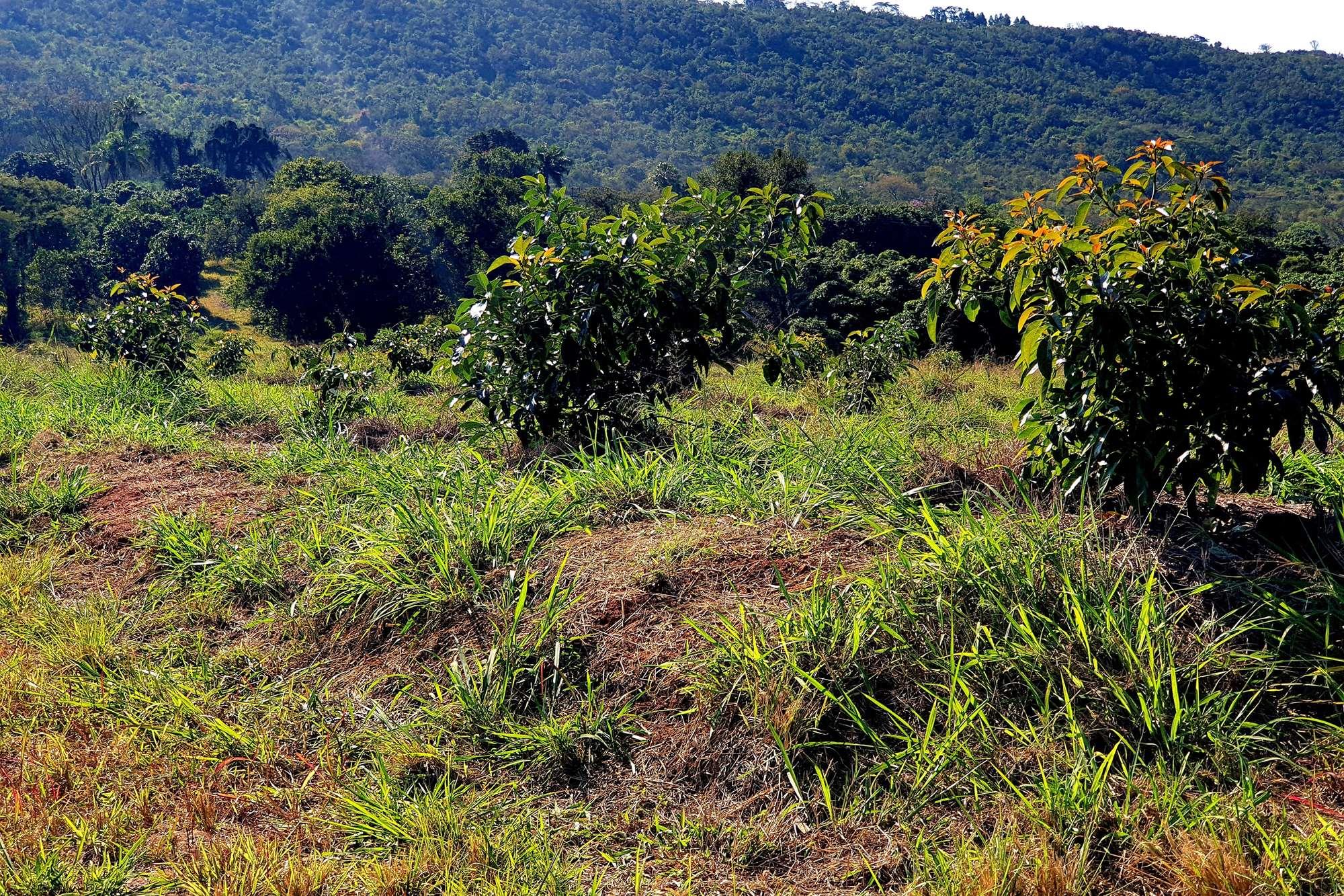 Farm for sale in Tzaneen Rural, Tzaneen