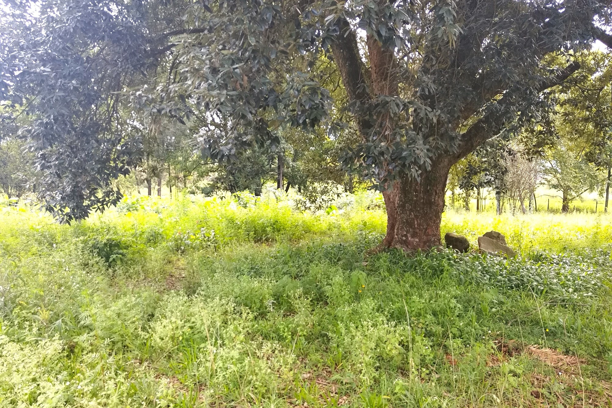 Vacant Land for sale in Sabie, 37800 m²