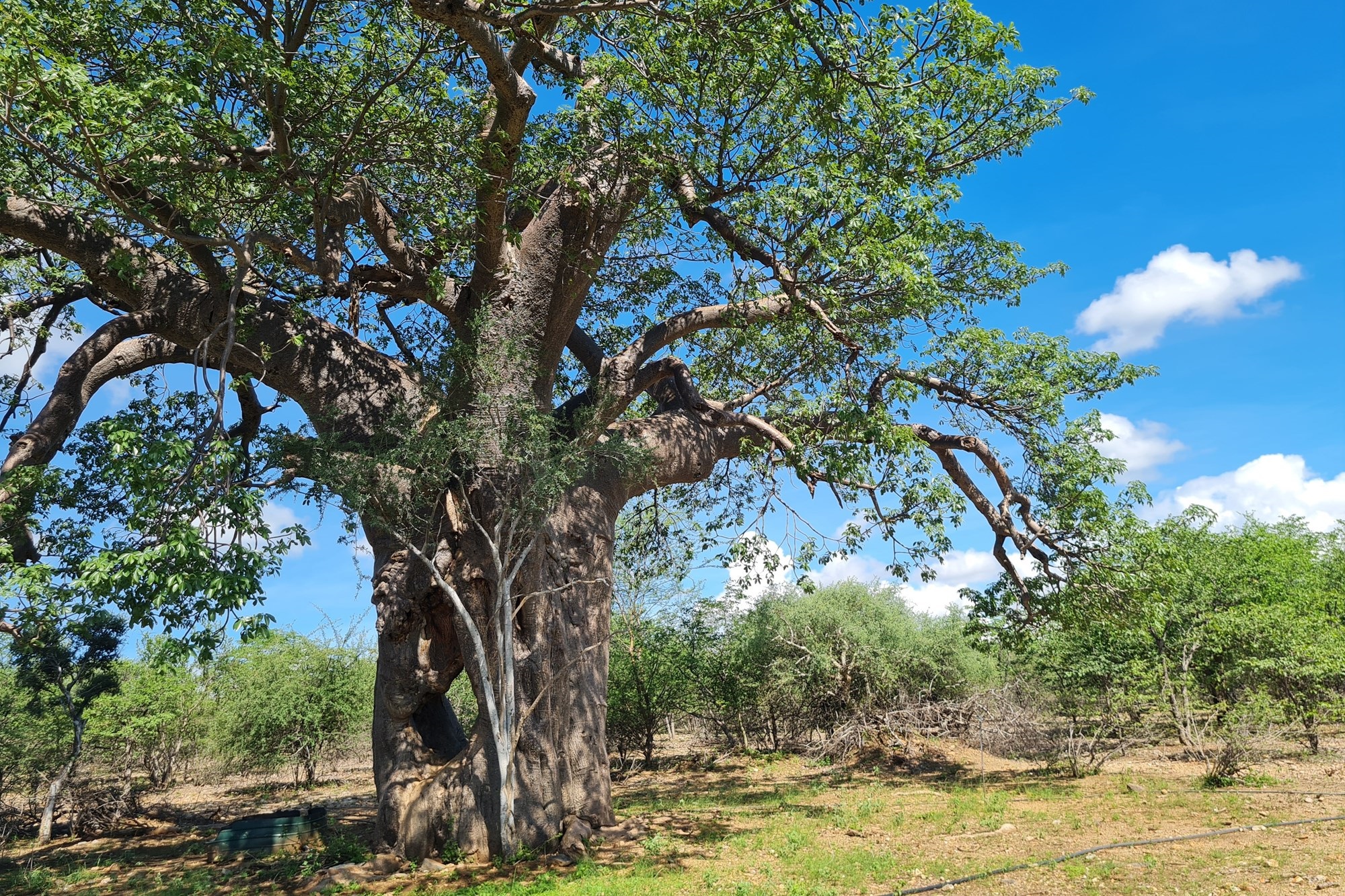 Farm for sale in Mopane, Musina