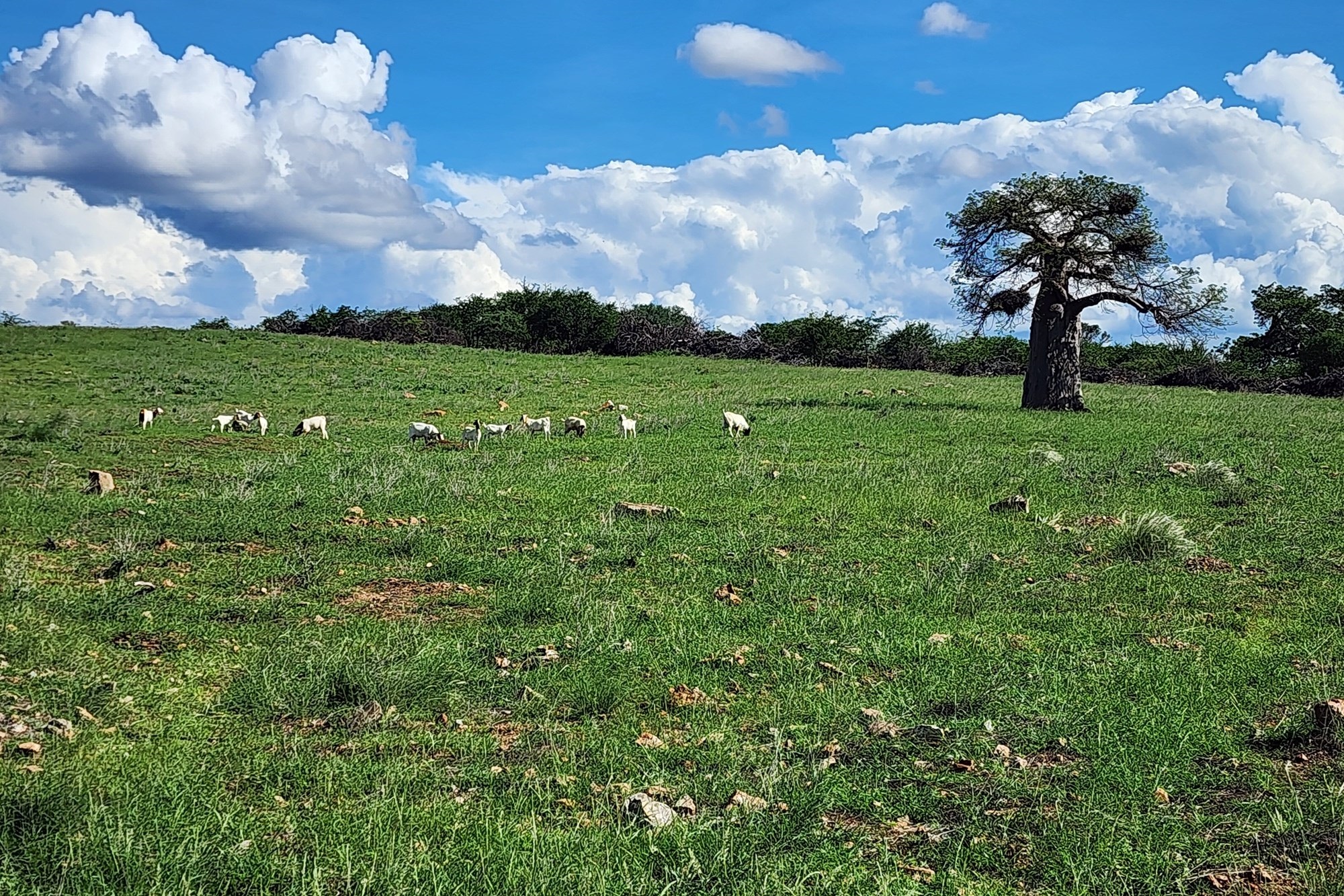Farm for sale in Mopane, Musina