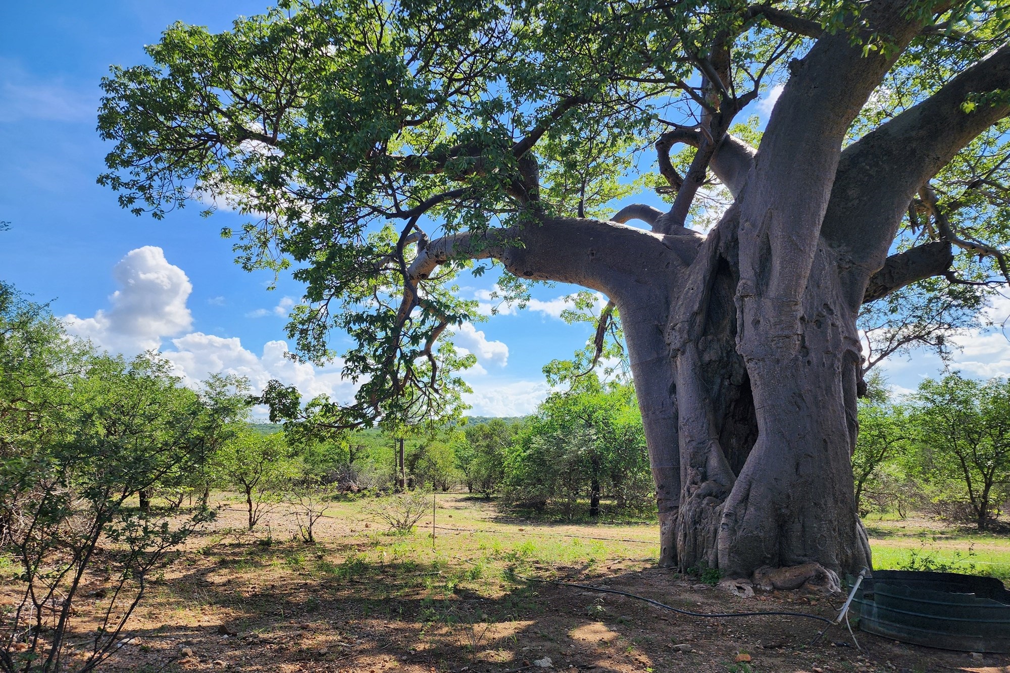 Farm for sale in Mopane, Musina