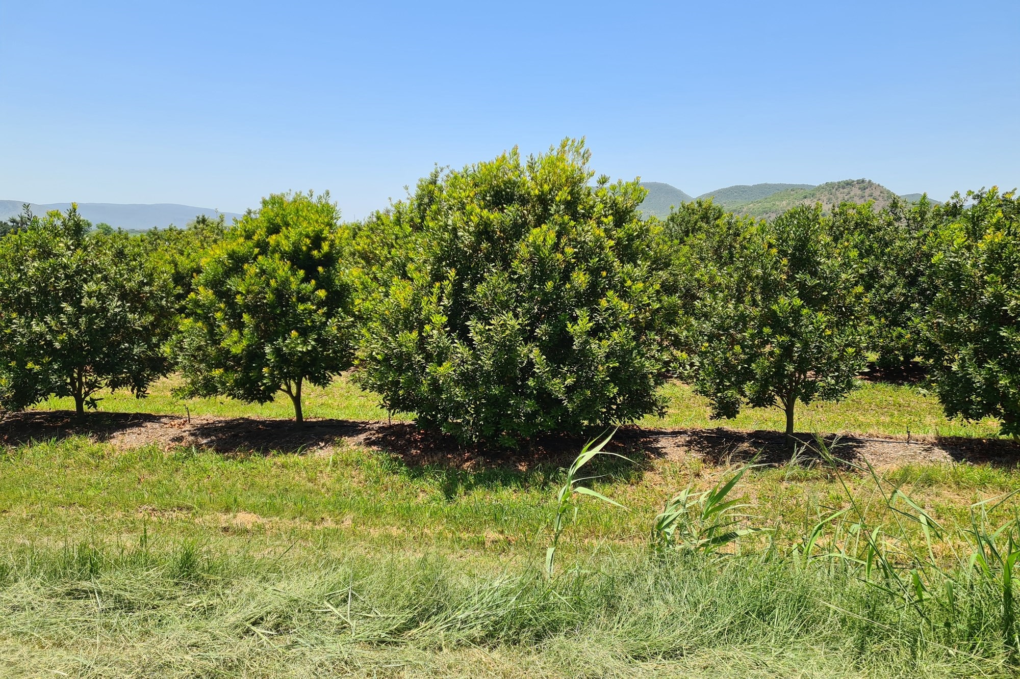 Farm for sale in Malelane Rural, Malelane, 540000 m²