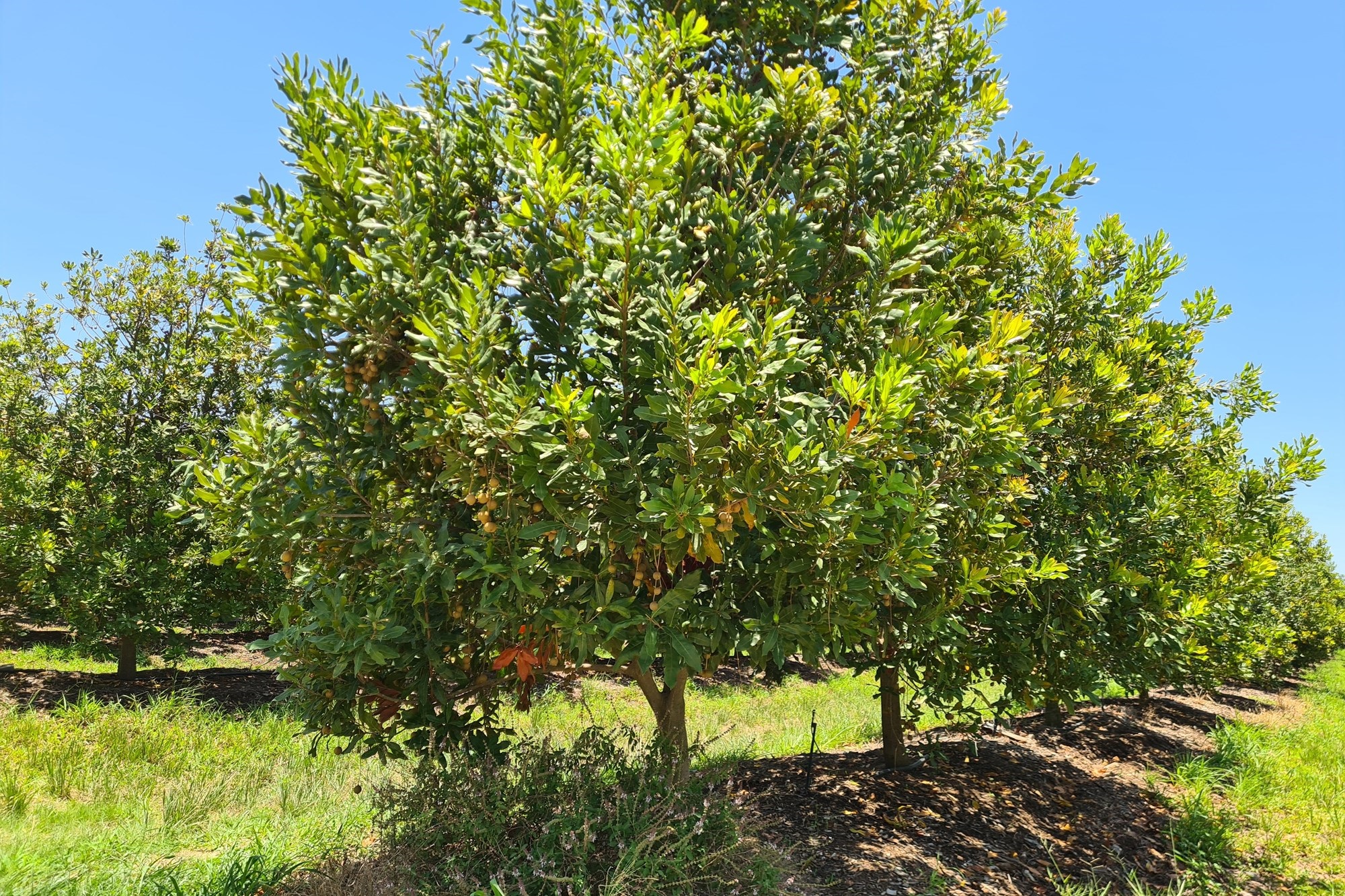 Farm for sale in Malelane Rural, Malelane, 540000 m²