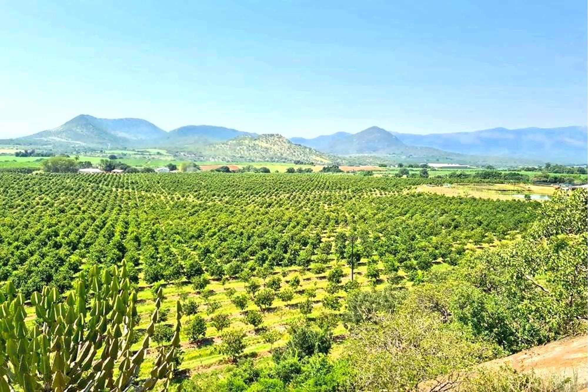 Farm for sale in Malelane Rural, Malelane, 540000 m²