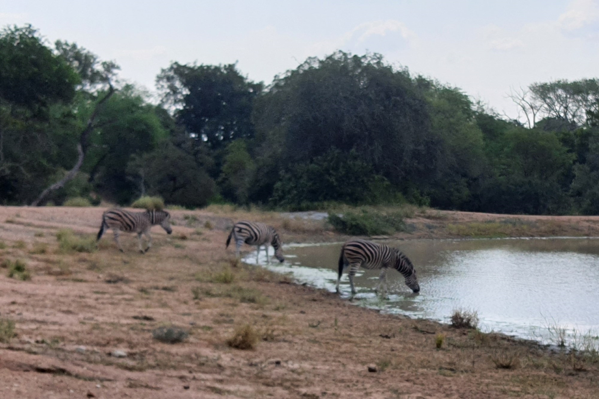More than 1 Ha to build your African Home in Moditlo Wildlife Estate, Hoedspruit