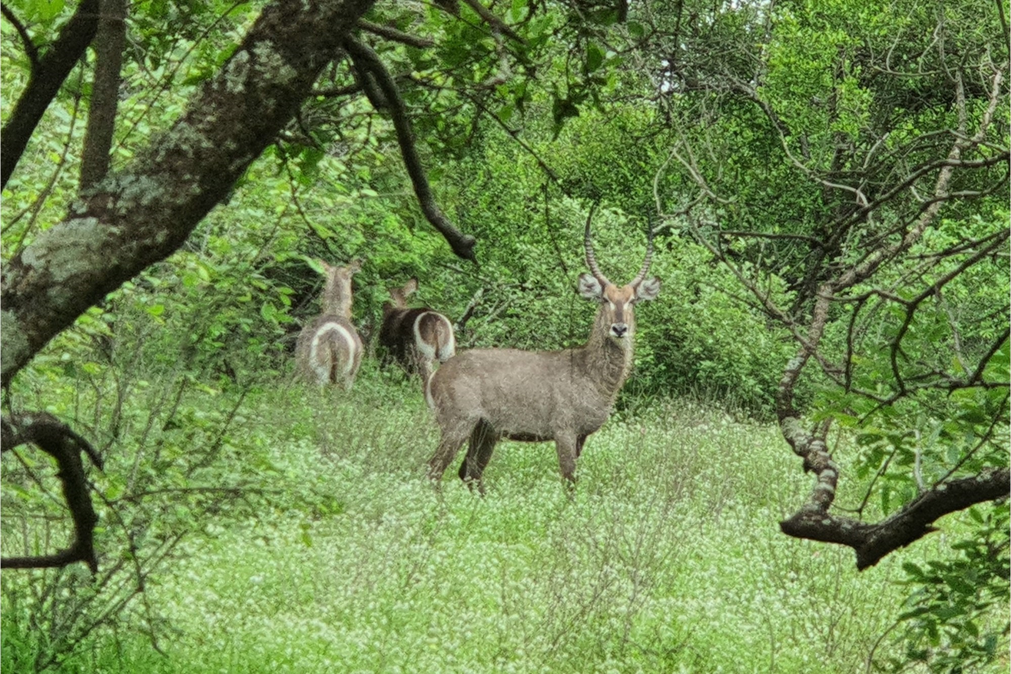 More than 1 Ha to build your African Home in Moditlo Wildlife Estate, Hoedspruit