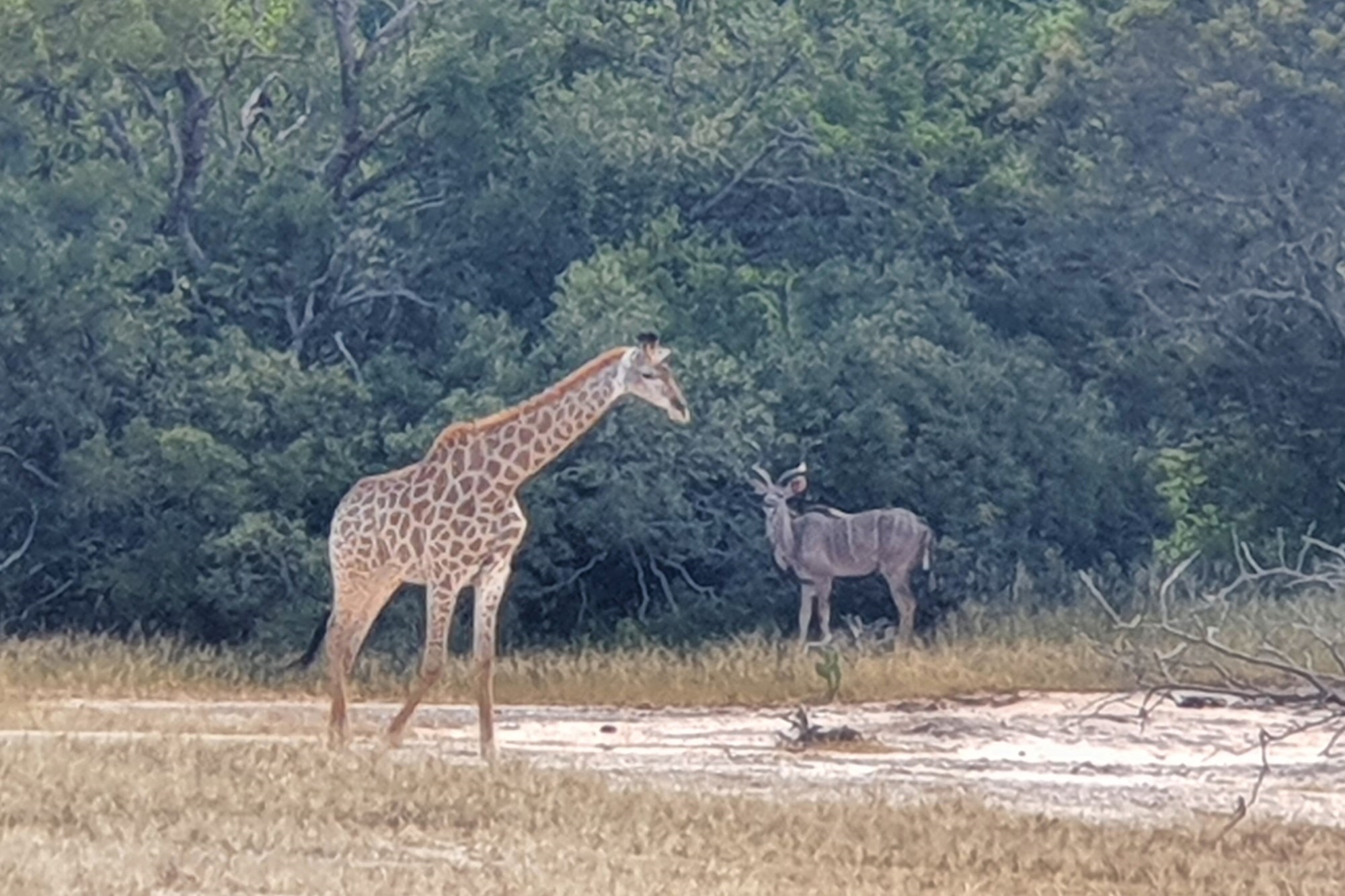 More than 1 Ha to build your African Home in Moditlo Wildlife Estate, Hoedspruit