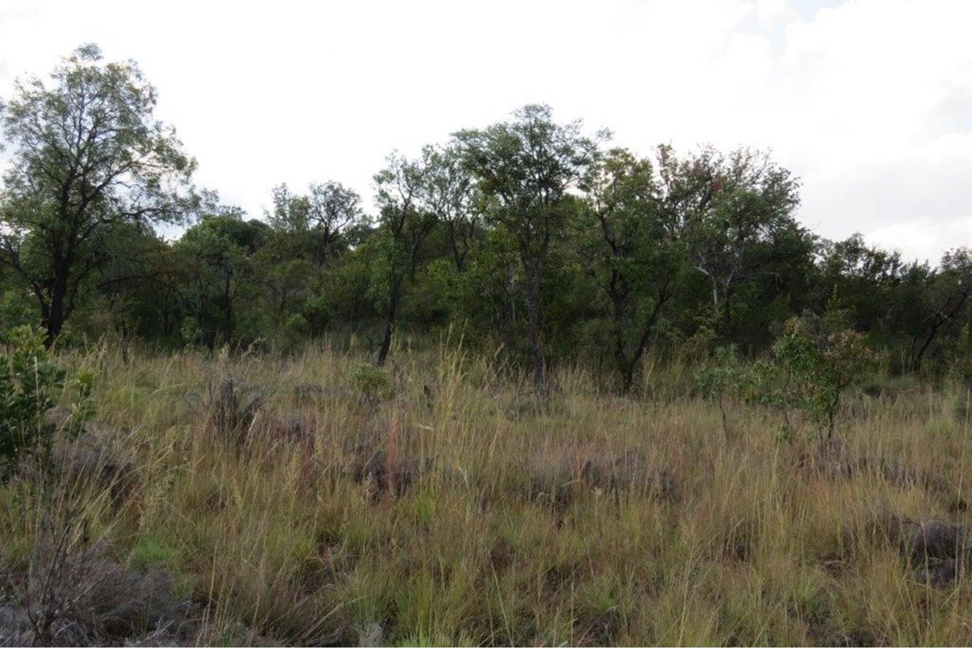 Zwartkloof Game Reserve - Beautiful private stand - mountain views and indigenous trees.