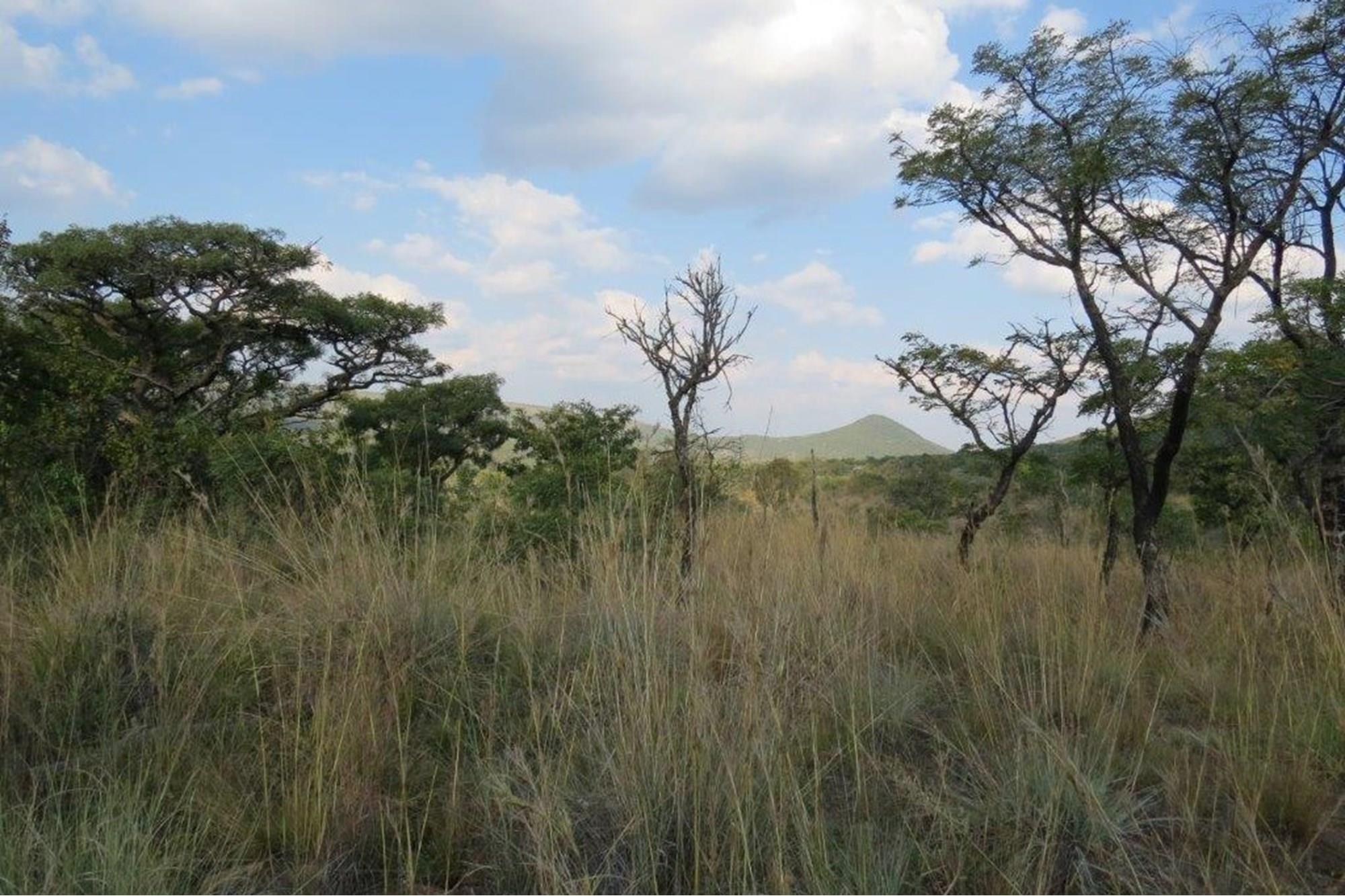 Zwartkloof Game Reserve - Beautiful private stand - mountain views and indigenous trees.
