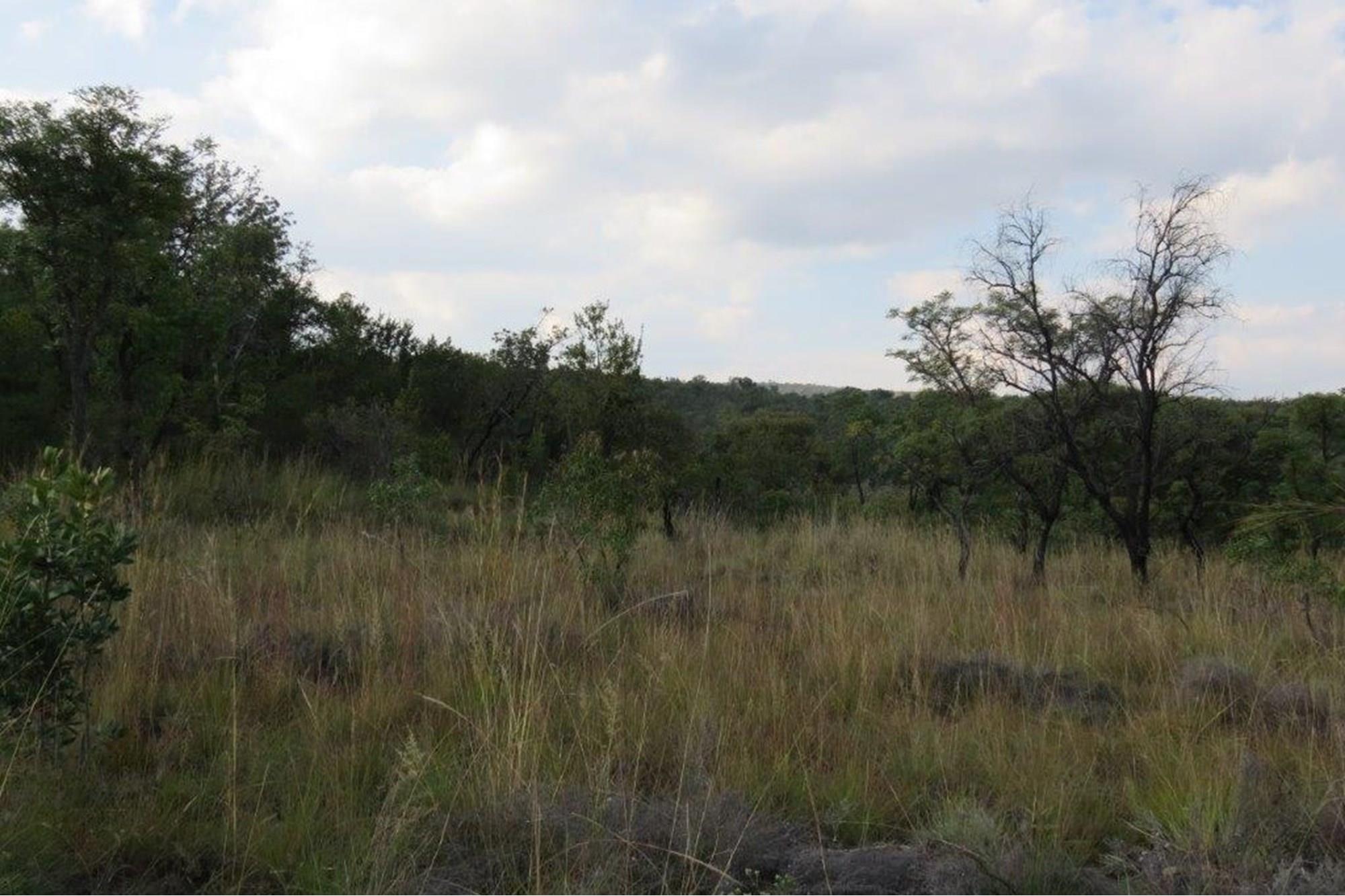 Zwartkloof Game Reserve - Beautiful private stand - mountain views and indigenous trees.