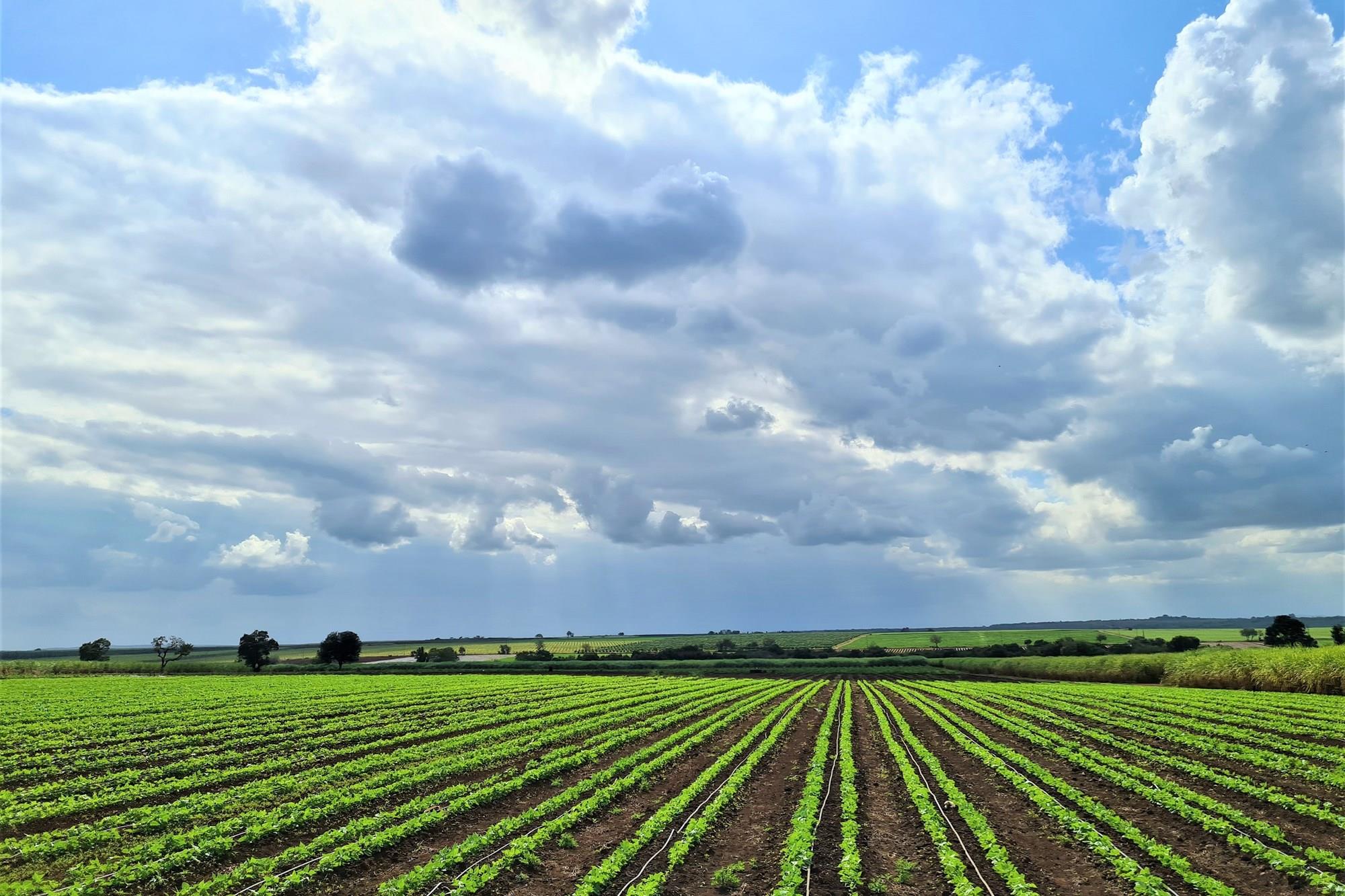 Diversified Agricultural Haven Near Komatipoort 338Ha Sugarcane and Cash Crop Farm