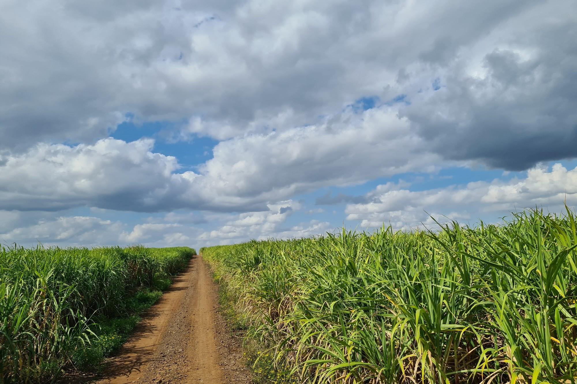 Diversified Agricultural Haven Near Komatipoort 338Ha Sugarcane and Cash Crop Farm