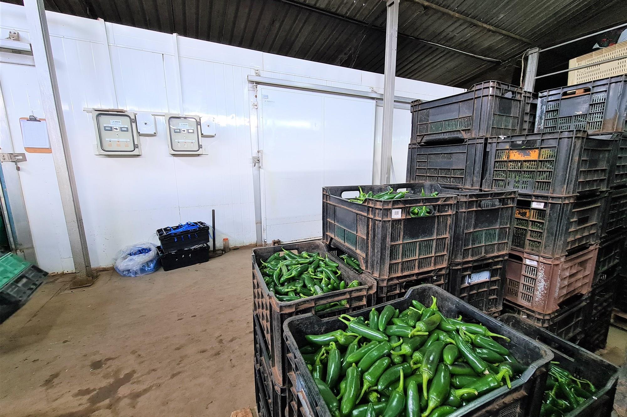 Diversified Agricultural Haven Near Komatipoort 338Ha Sugarcane and Cash Crop Farm