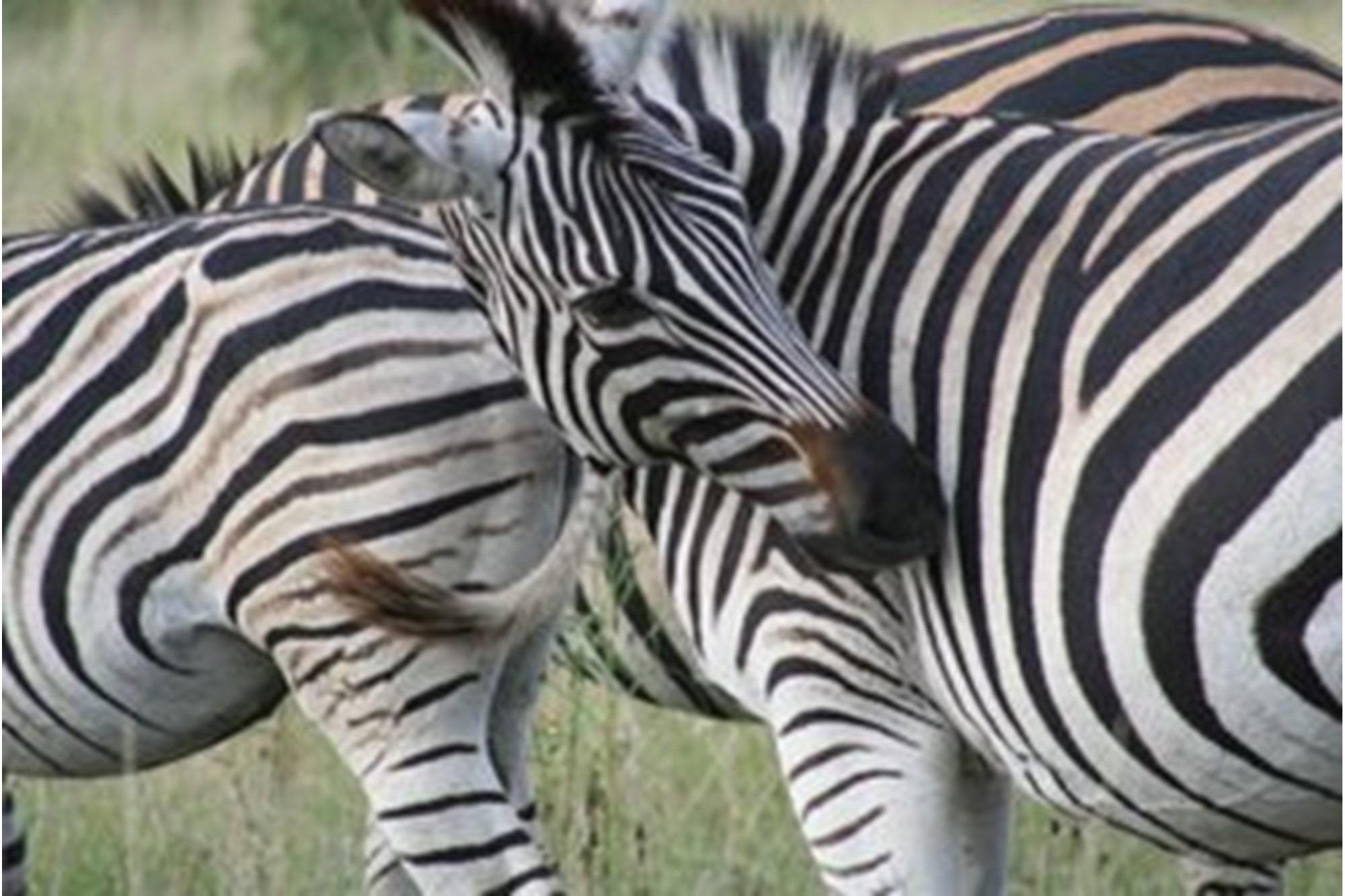 "Rare Land Opportunity in Wild Fig Estate, South Africa"