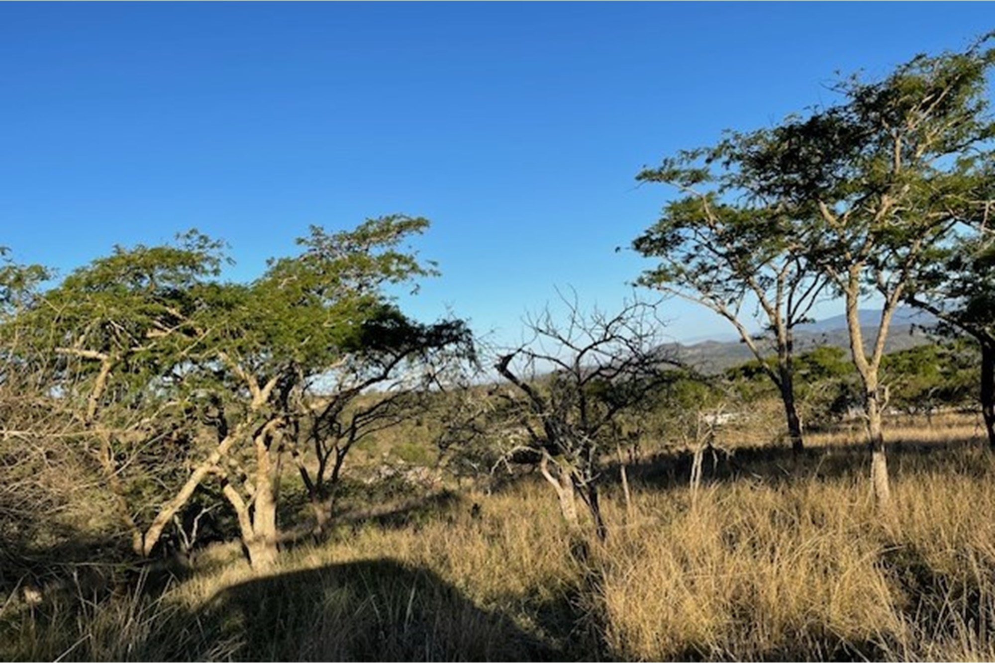 "Rare Land Opportunity in Wild Fig Estate, South Africa"