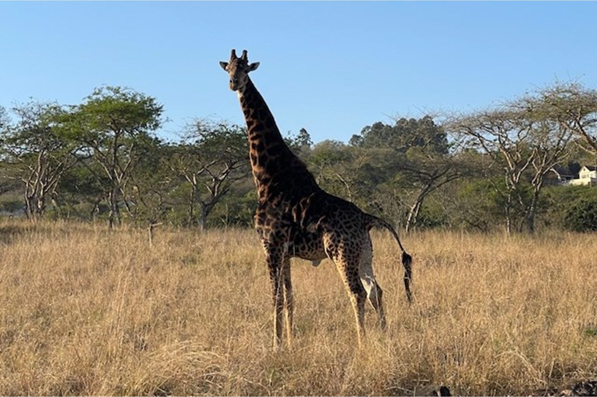 "Rare Land Opportunity in Wild Fig Estate, South Africa"