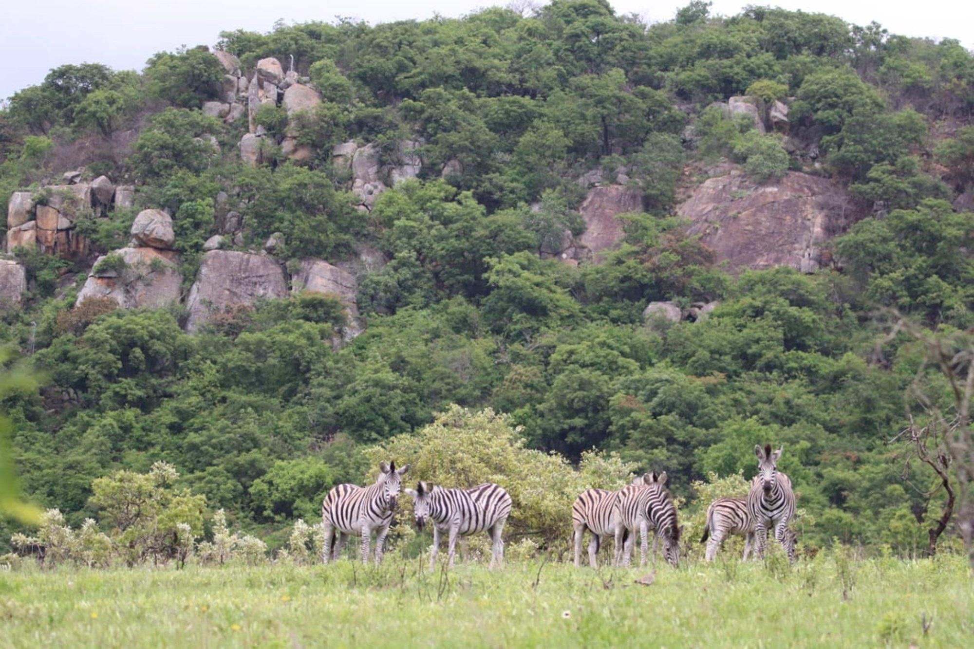 "Rare Land Opportunity in Wild Fig Estate, South Africa"