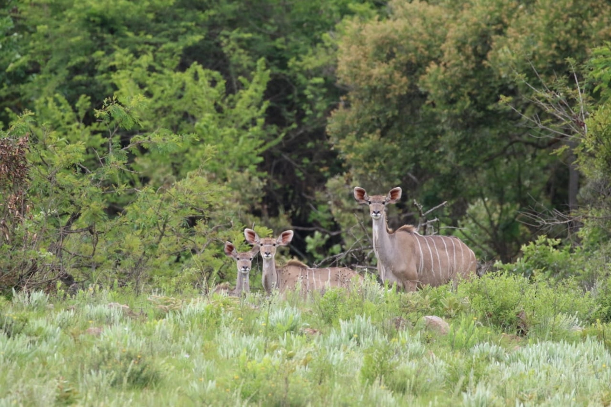 "Rare Land Opportunity in Wild Fig Estate, South Africa"