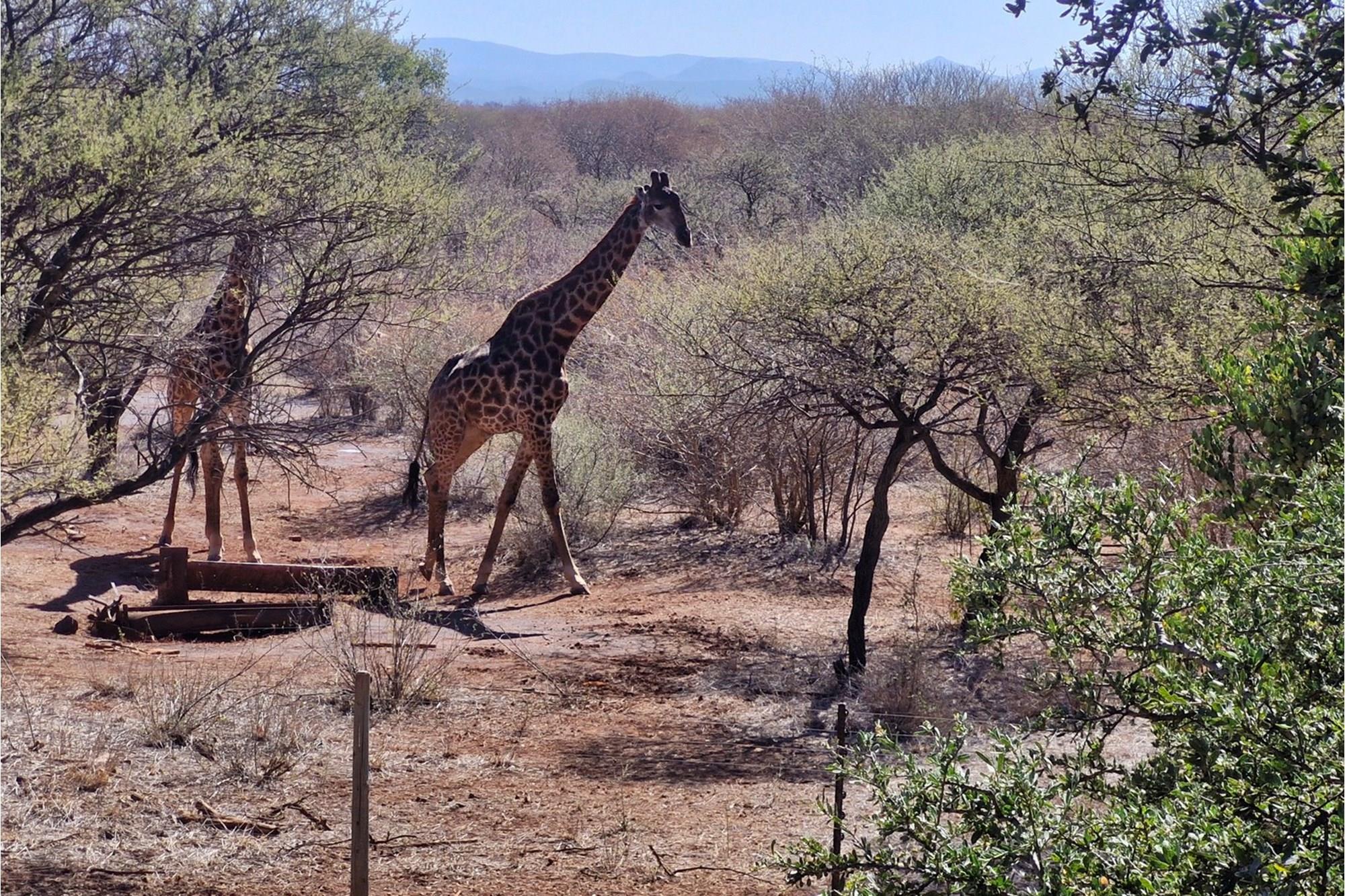 ULTIMATE BUSHVELD PROPERTY INVESTMENT ON 10 HECTARES