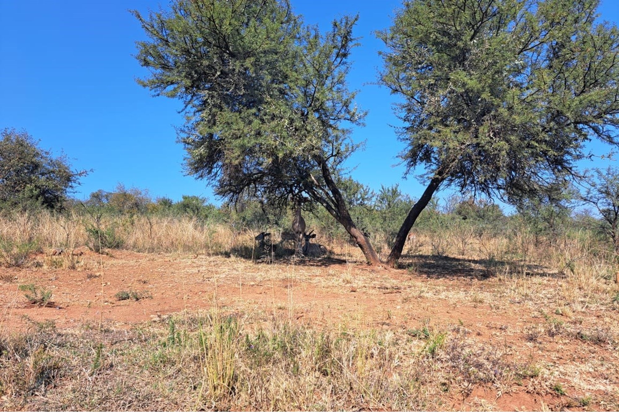 Exclusive Vacant Land Property for Sale in Letamo Game Farm situated in Cradle of Humankind
