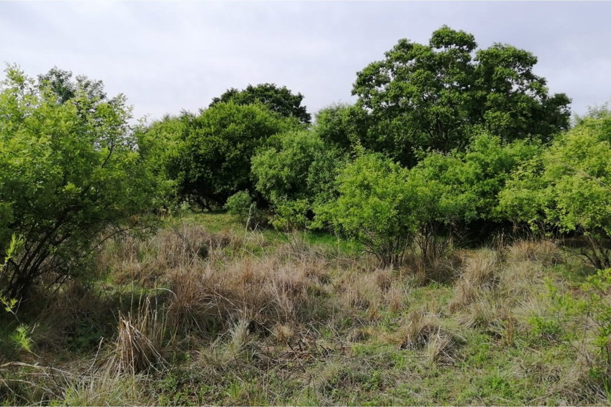 Exclusive Vacant Land Property for Sale in Letamo Game Farm situated in Cradle of Humankind