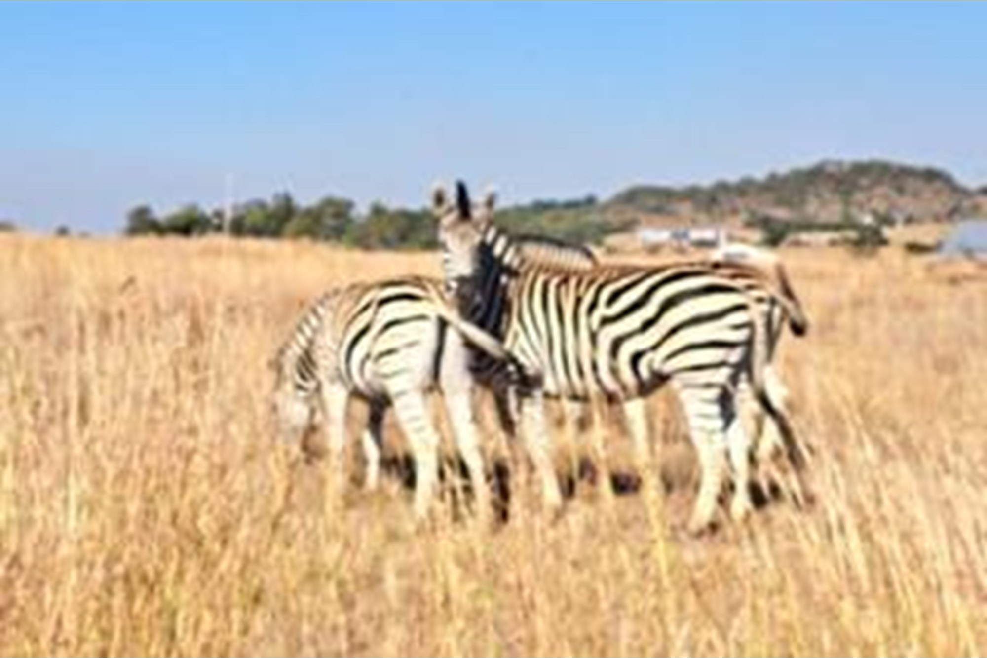 Exclusive Vacant Land Property for Sale in Letamo Game Farm situated in Cradle of Humankind