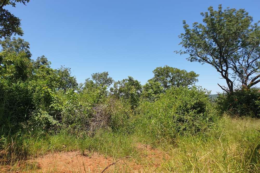 58.1 Ha Farm for sale in Tzaneen