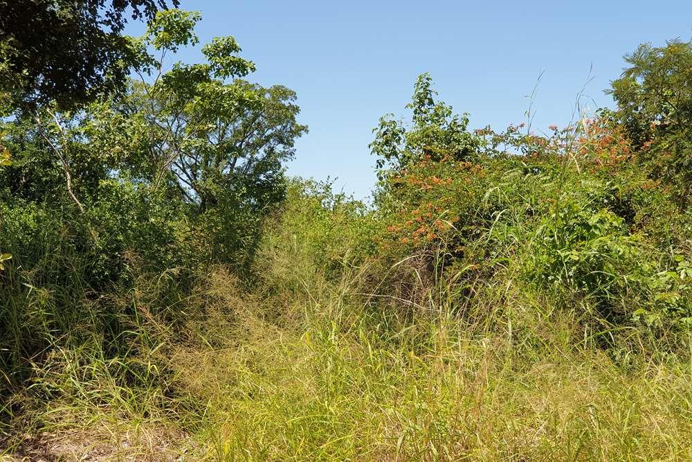 58.1 Ha Farm for sale in Tzaneen