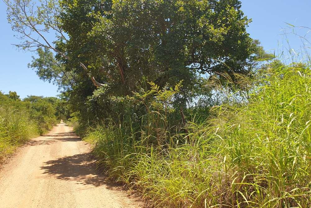 58.1 Ha Farm for sale in Tzaneen