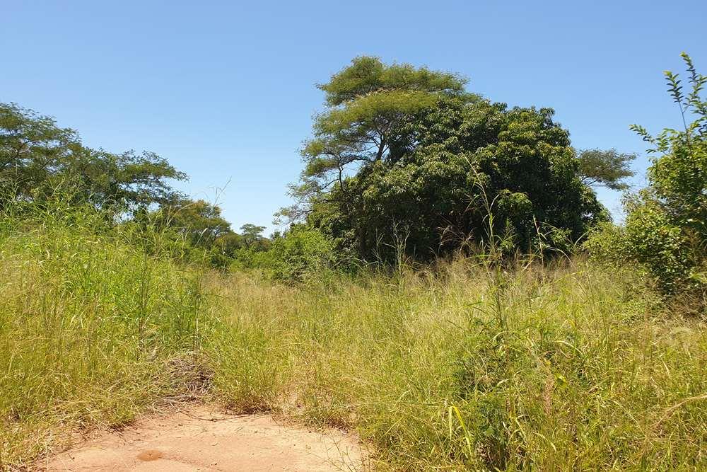 58.1 Ha Farm for sale in Tzaneen