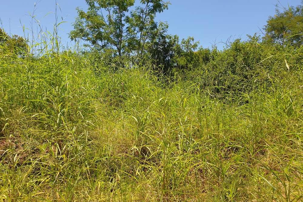 58.1 Ha Farm for sale in Tzaneen