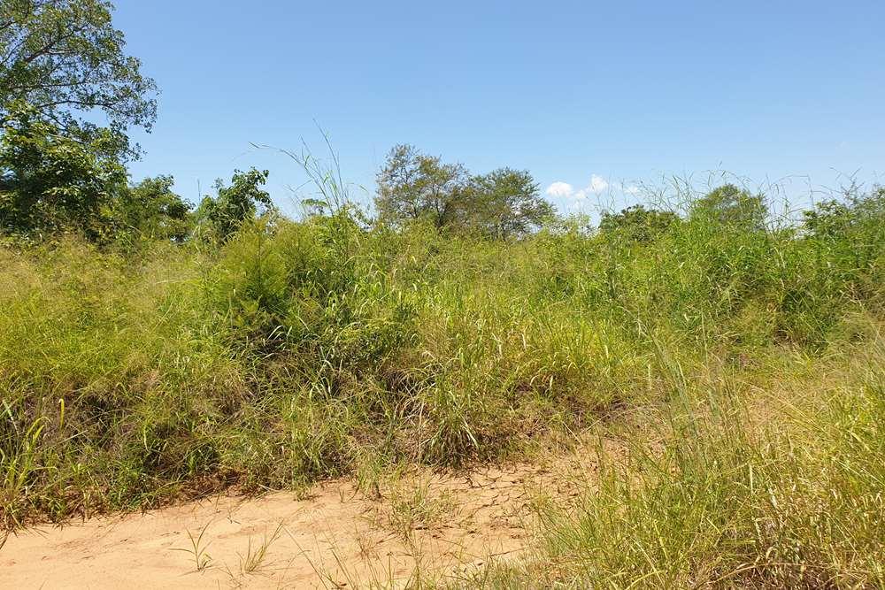 58.1 Ha Farm for sale in Tzaneen