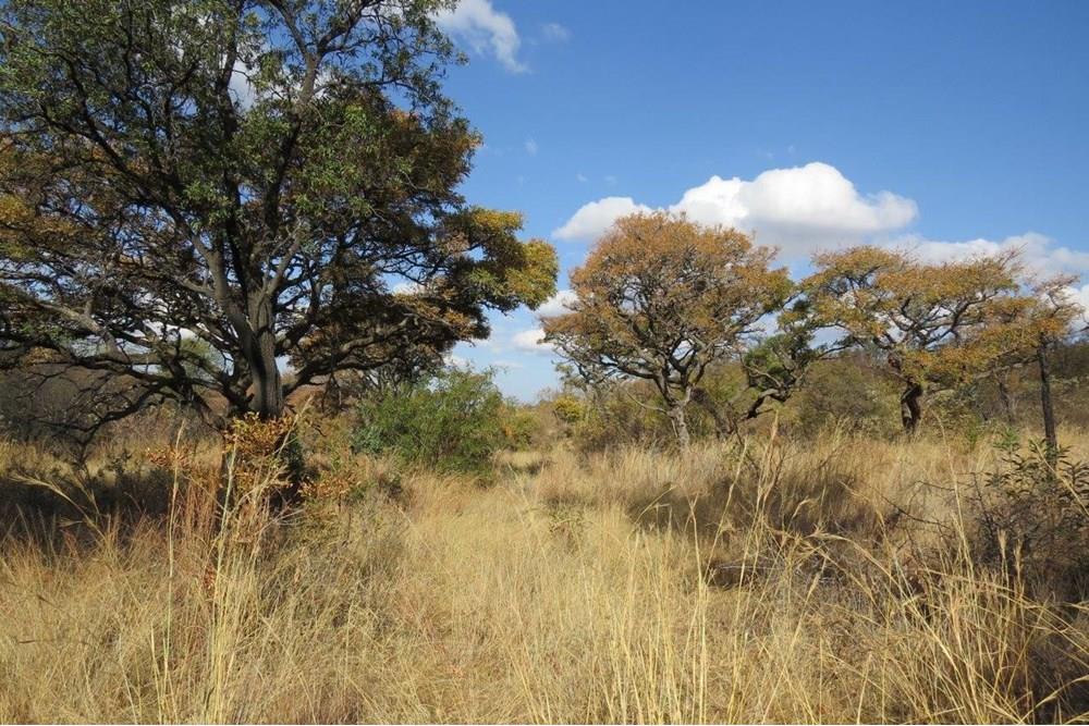 Zwartkloof Game Reserve - Bela-Bela - North facing stand with mountain views and indigenous trees.