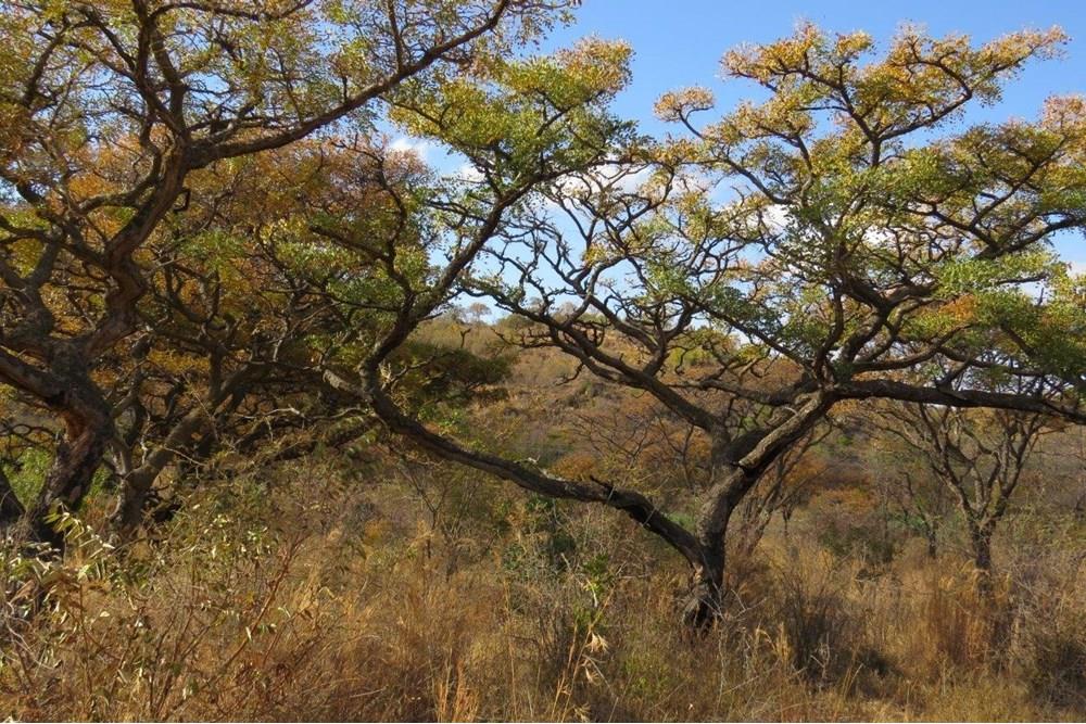 Zwartkloof Game Reserve - Bela-Bela - North facing stand with mountain views and indigenous trees.