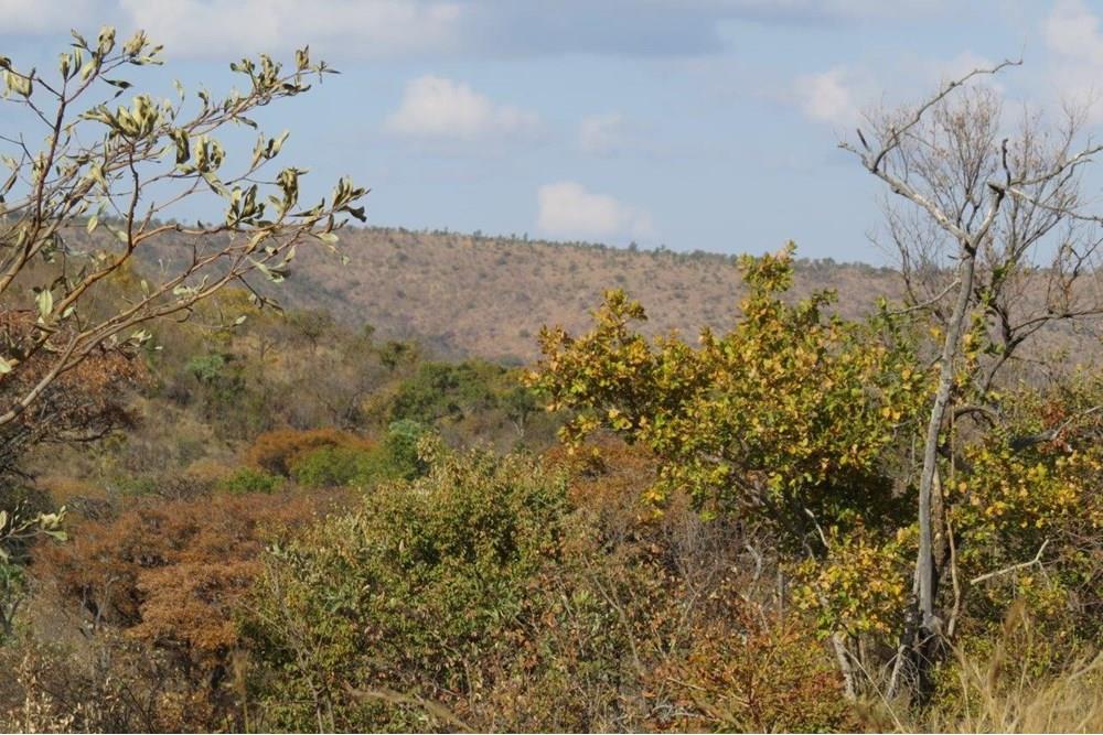 Zwartkloof Game Reserve - Bela-Bela - North facing stand with mountain views and indigenous trees.