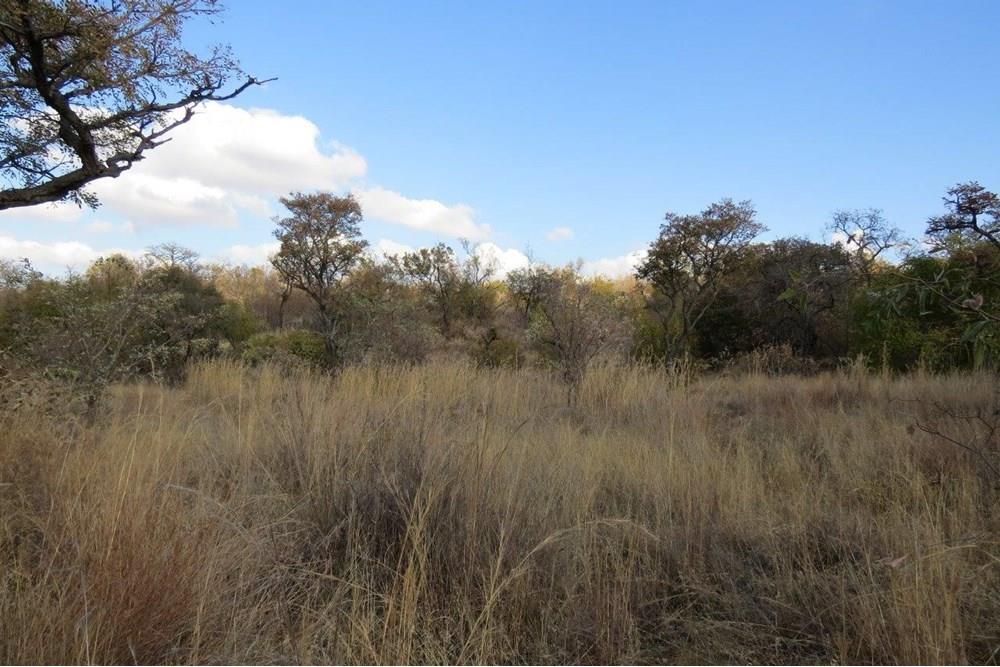 Zwartkloof Game Reserve - Bela-Bela - North facing stand with mountain views and indigenous trees.