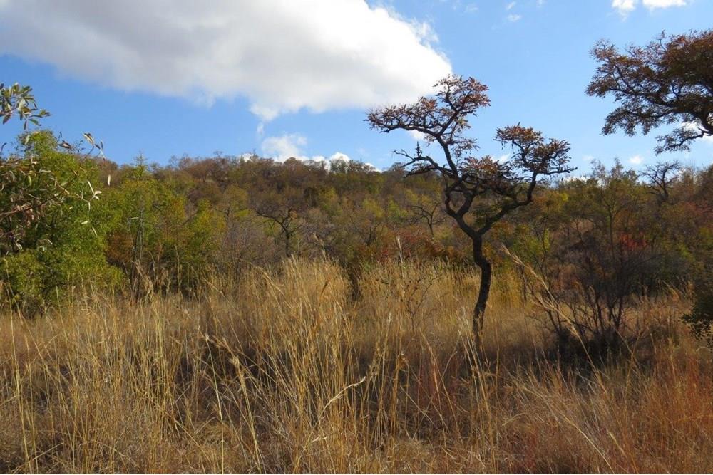 Zwartkloof Game Reserve - Bela-Bela - North facing stand with mountain views and indigenous trees.