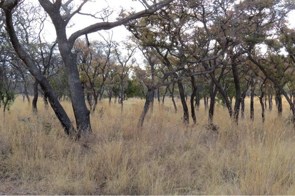 Zwartkloof Game Reserve - Bela-Bela - North facing stand with mountain views and indigenous trees.