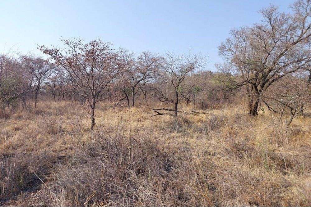 Vacant land with endless possibilities