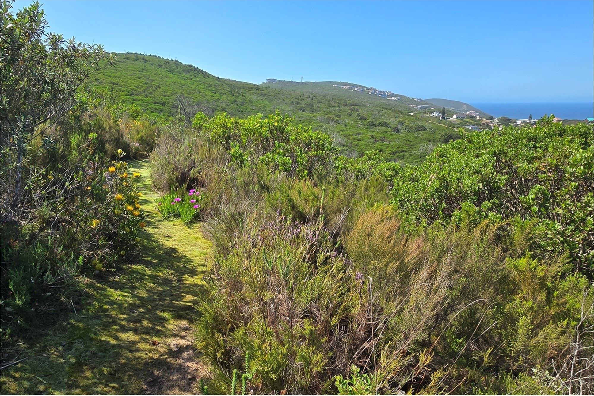 Panoramic Ocean-View Stand in Brenton-on-Sea’s Prestigious Western Head Conservancy